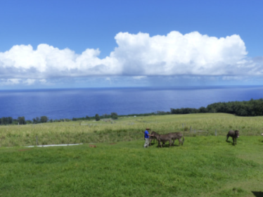 マコア草原と海